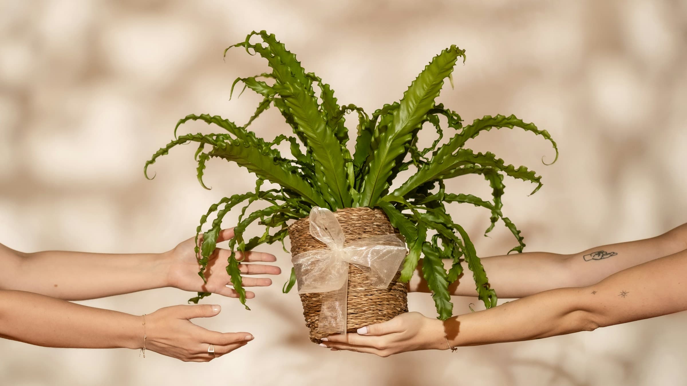 Someone gifting a plant to another person
